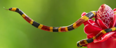 coral snake